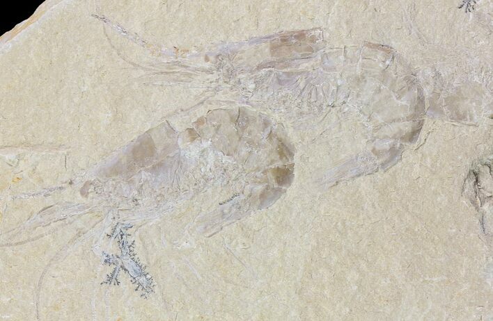 Three Cretaceous Fossil Shrimp - Lebanon #74550
